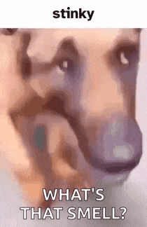 a close up of a dog 's face with the words `` what 's that smell '' written on it .