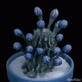 Good Morning Flowers Blooming GIF - Good Morning Flowers Blooming GIFs