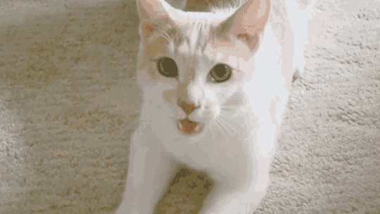 a white cat with a red nose is laying on a carpet
