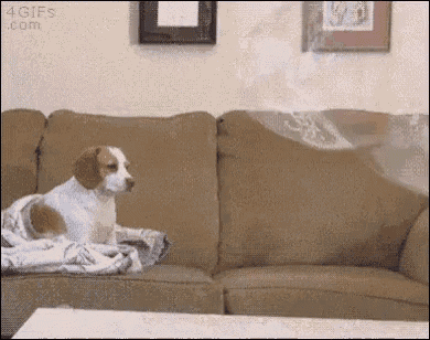 Beagle Dog GIF - Beagle Dog Unimpressed GIFs