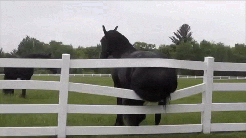 Itchy Onthefence GIF - Itchy Onthefence Lol GIFs