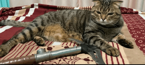 a cat is laying on a blanket with a pair of scissors