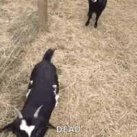 Nope Goat GIF - Nope Goat Dead GIFs