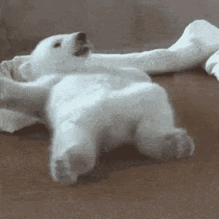 Polar Bear Cub GIF - Polar Bear Cub GIFs