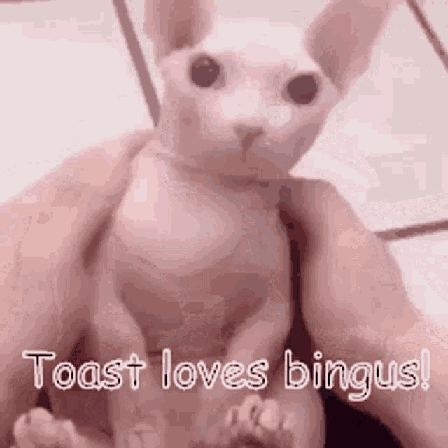 Toast Loves GIF - Toast Loves Bingus GIFs