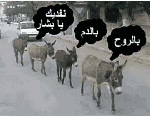 a row of donkeys are walking down a street with speech bubbles in arabic