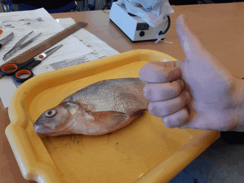 a person giving a thumbs up next to a fish on a tray