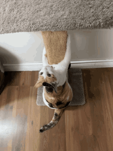a calico cat is sitting on a cat tree