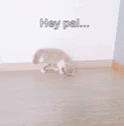 You Want Some Cat GIF - You Want Some Cat You Want This GIFs