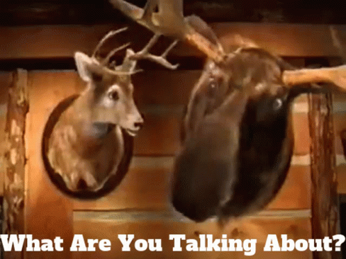 Montanas Moose GIF - Montanas Moose What Are You Talking About GIFs