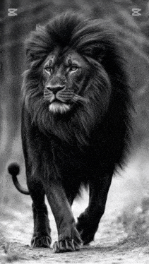 a black and white photo of a lion walking down a dirt path