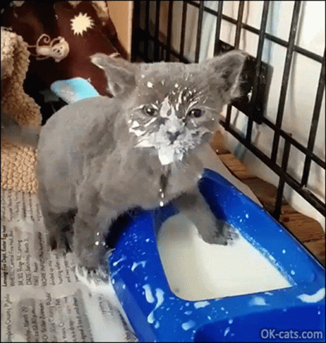 Milk Cat GIF - Milk Cat GIFs