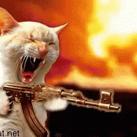 Cat Gun GIFs