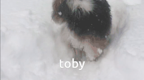 Toby GIF - Toby GIFs