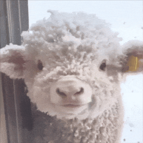 a close up of a sheep with snow on its head