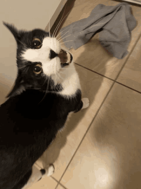 a black and white cat standing on a tiled floor