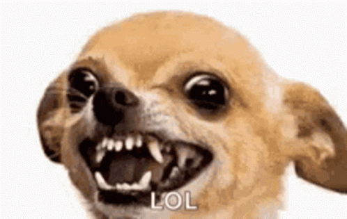 Laughing Lolol GIF - Laughing Lolol Dog GIFs