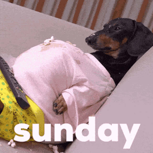 Sunday Happy GIF - Sunday Happy Dog GIFs