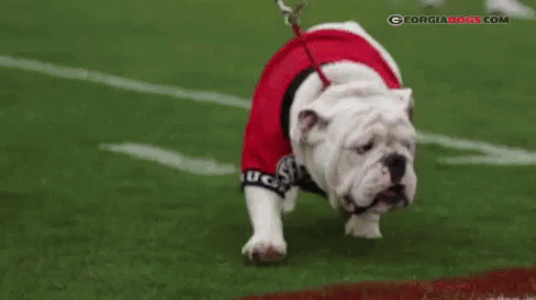 Georgia Bulldogs GIF - Georgia Bulldogs Mascot Bulldog GIFs
