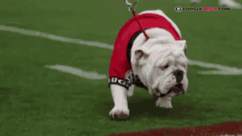 a bulldog wearing a red shirt and a leash is walking on a football field .