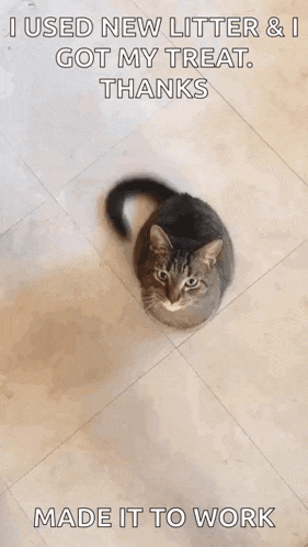 a person is feeding a cat a treat with a caption that says " i used new litter & i got my treat thanks "