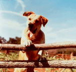 Dog Cute Dog GIF - Dog Cute Dog GIFs