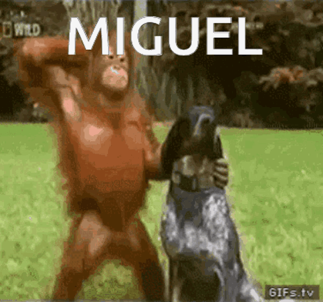 Miguel Monkey Miguel GIF - Miguel Monkey Miguel Monkey Fall GIFs