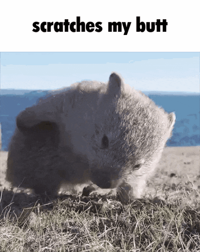 a picture of a bear scratching its butt with the words scratches my butt above it