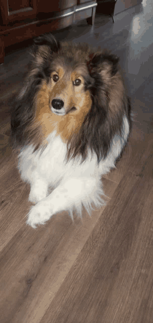 a brown and white dog is laying on the floor