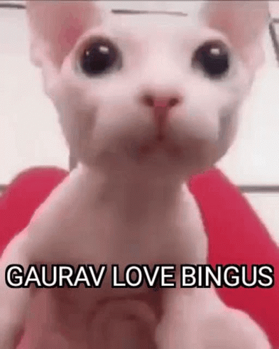 Gaurav Bingus GIF - Gaurav Bingus Gaurav Loves Bingus GIFs