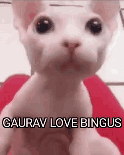 a hairless cat is being held in someone 's hand and says `` gaurav love bingus '' .