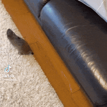 a tiktok video of a cat peeking out from under a black leather couch
