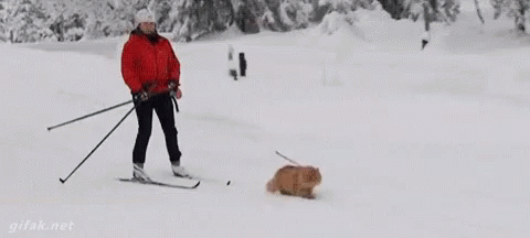 (topic commun) les redwoodiens font du ski Cat-hooman-made-me-a-reindeer