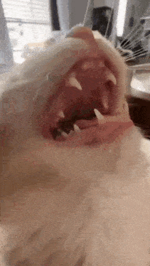 a close up of a cat 's mouth with its mouth open .