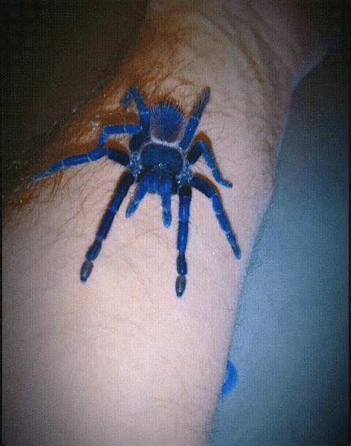 Tarantula Blue Spider GIF