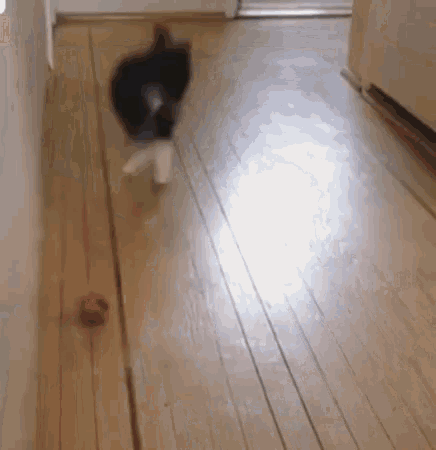 Cat Ball GIF - Cat Ball Jumping GIFs