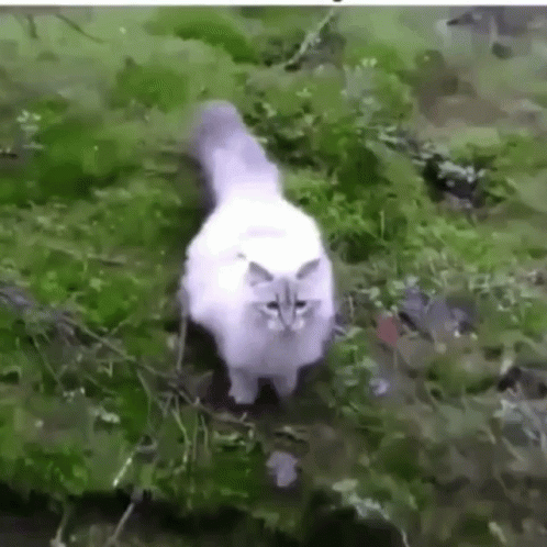 Cat Jumping To Conclusions GIF - Cat Jumping To Conclusions GIFs