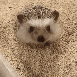 Hedgehog Sleepy GIF