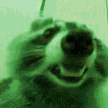 a close up of a raccoon making a funny face with its mouth open .