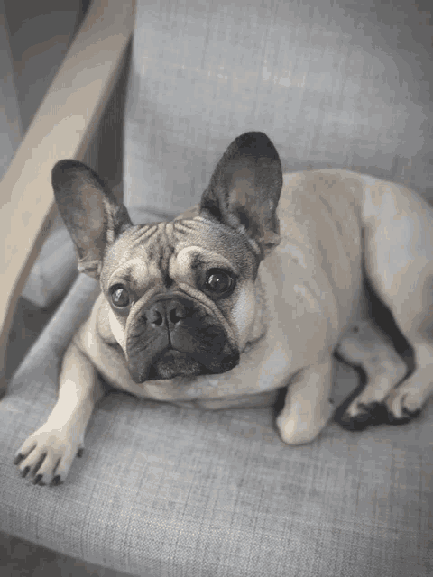 a french bulldog laying on a grey chair