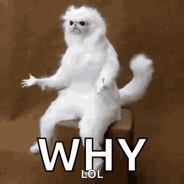 a white cat is sitting on a box with the words `` why lol '' written below it .
