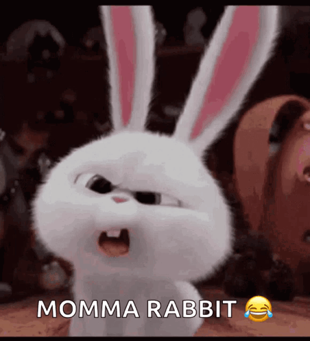 Bunny Wth GIF - Bunny Wth Confused GIFs