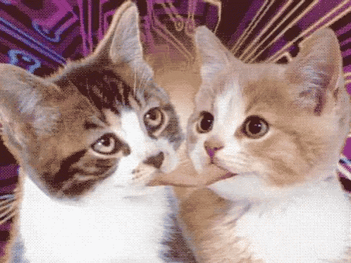 two cats are looking at each other with purple background