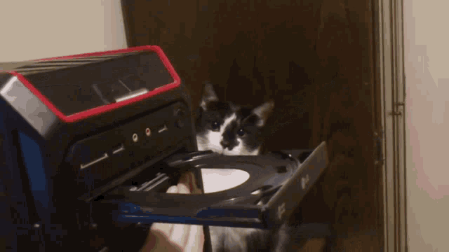 Cat Cdrom GIF - Cat Cdrom Cd Tray GIFs
