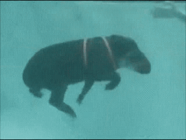 Tapir Swim GIF - Tapir Swim Swimming GIFs