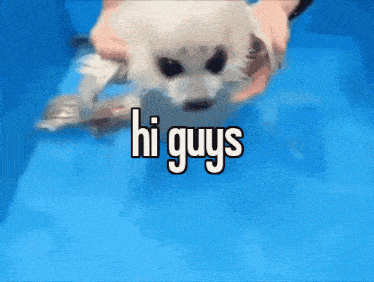 a picture of a dog with the words hi guys written on it