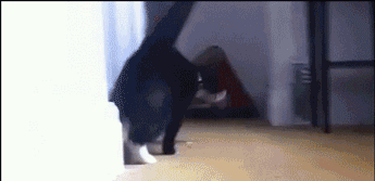 Sup GIF - Sup Whats Up Cat GIFs