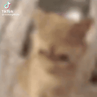 Kitty Cat GIF - Kitty Cat Attack GIFs