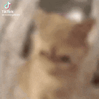a close up of a person 's face with a blurred background that says tiktok .