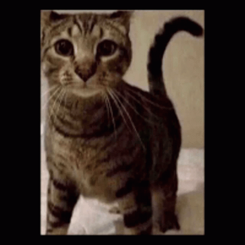 Cat Stupid GIF - Cat Stupid Silly GIFs